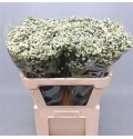 ΛΙΜΟΝΙΟΥΜ ΛΕΥΚΟ LIMONIUM PINA COLADA WHITE